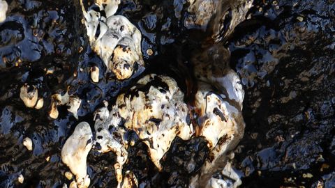 Seep (2) (Viatge al sud-oest de l'Iran)