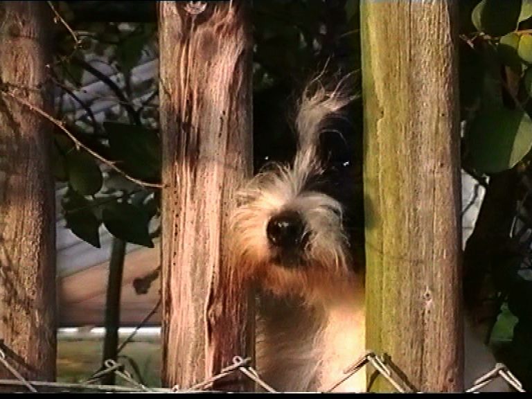 2472_002_pub--imatge-hunde-dogs