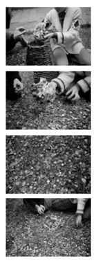 Translacions. Deixada anar de cargols. Barcelona