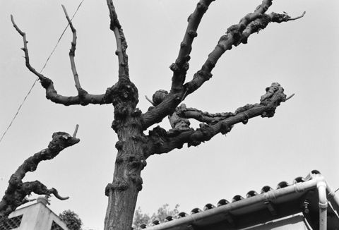 L'arbre. L'arbre i altres elements naturals. Fang a les branques