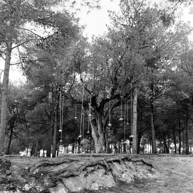 L'arbre. L'arbre i altres elements naturals. Fruits de pedra