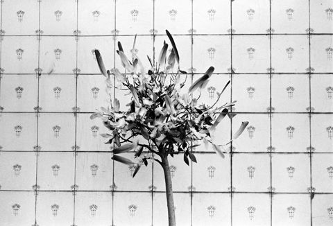 L'arbre. L'arbre i altres elements naturals. Fulles-plomes