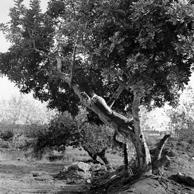 L'arbre. L'arbre i l'home. A dalt de l'arbre