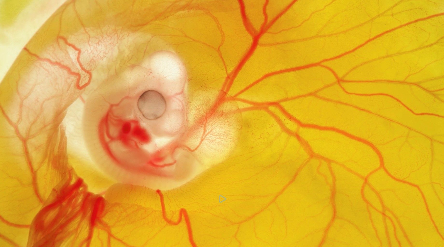 [7103_003_pub / Imatge] 7103_003_pub.jpg